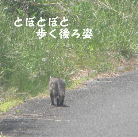 サバ１
