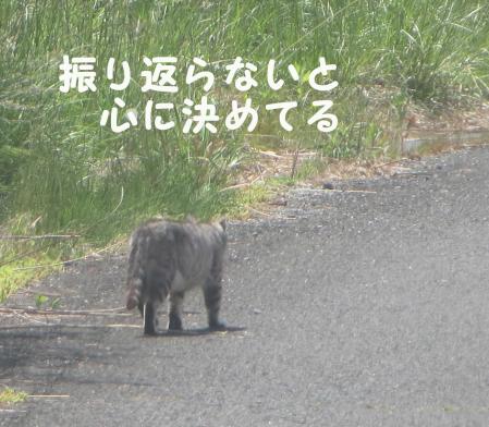 サバ2