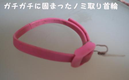 首輪