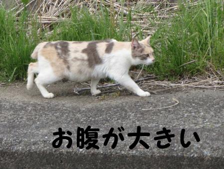パステルちゃん