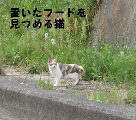 小高の子