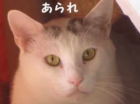 あられ