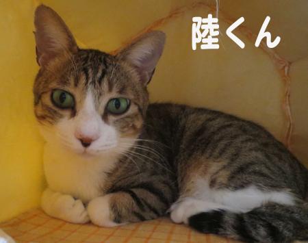 陸