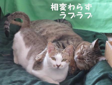 おっさんと美少女