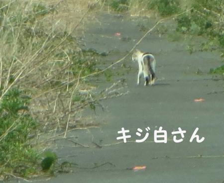 痩せた子