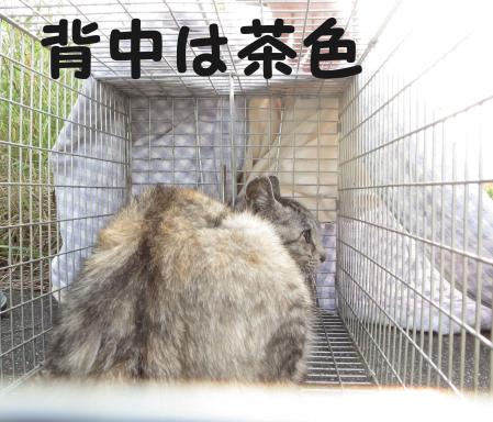ふわりちゃん