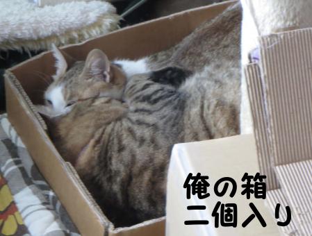 俺の箱