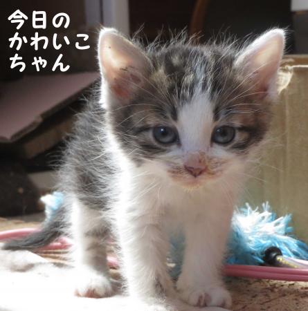 可愛いい盛り