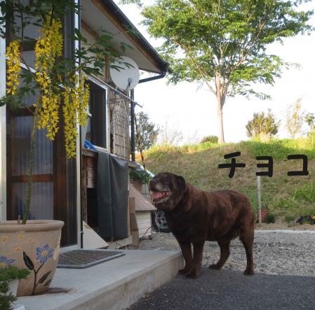 チョコ婆