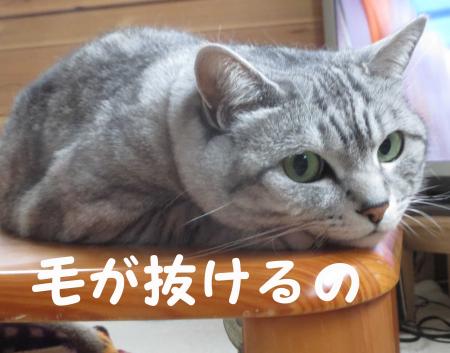 毛が抜けます