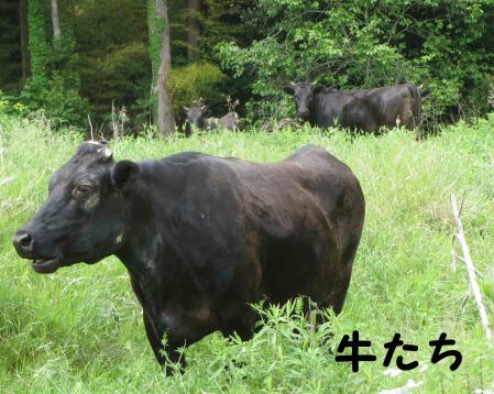 牛たち