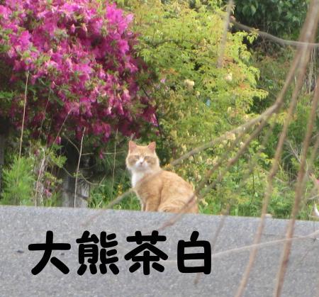 大熊茶白