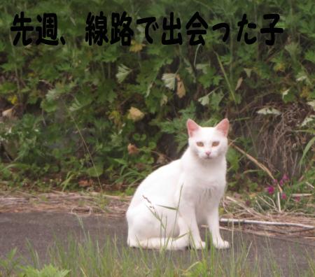小高白猫