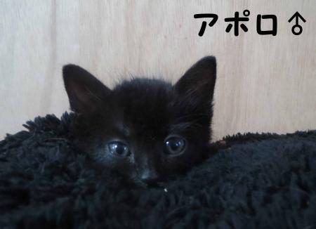 アポロ