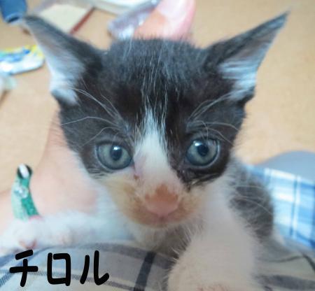 ちろちろ