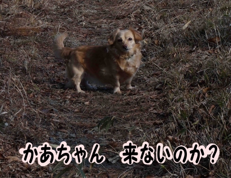 不安になるおっさん犬