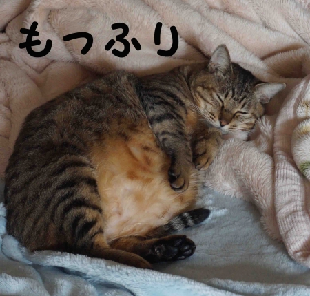 もっふりおっさん猫