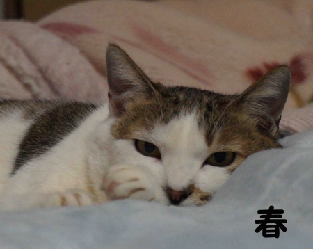 春