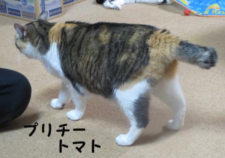 とまっち