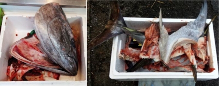 食14_11_2 マグロのアラ