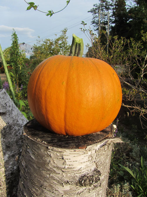 ハロウィンかぼちゃ