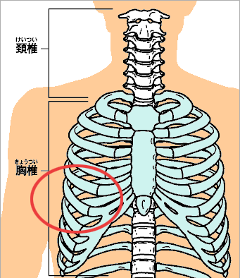 肋骨下 肋骨图片 肋骨结构 肋骨编号