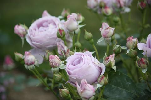 pict-IMG_2536.jpg