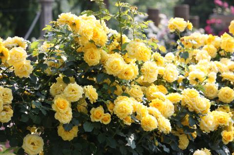 pict-IMG_2615.jpg