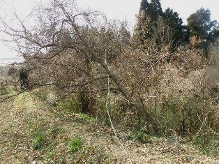 30420135a.jpg