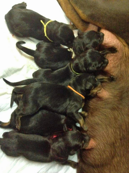 puppyy.jpg