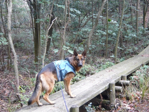 P1050416.jpg