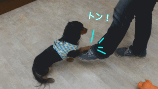 ころも1
