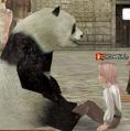 パンダ