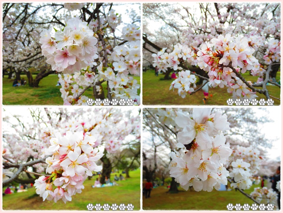 小石川植物園1