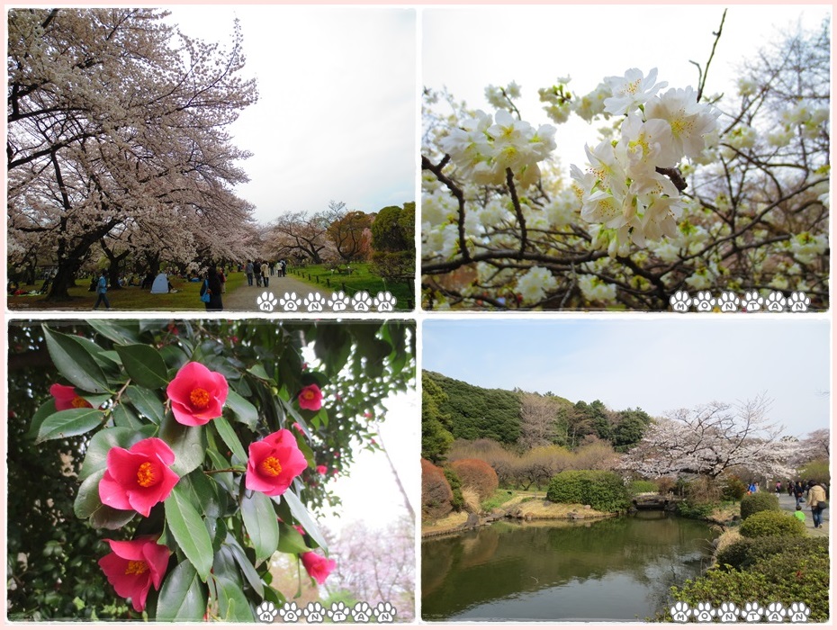 小石川植物園2