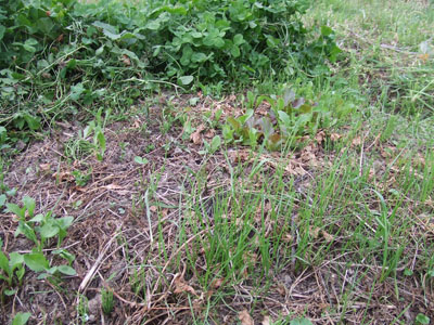 DSCF7546.jpg