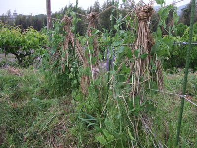 DSCF7596.jpg