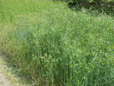 DSCF7651.jpg