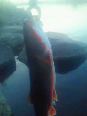 130321m.jpg