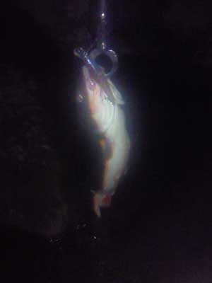 130329dyon.jpg