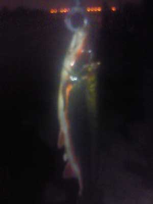 130329riritsu.jpg