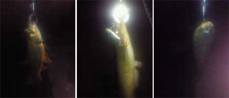 130330drb.jpg