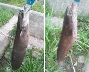 130424catb.jpg