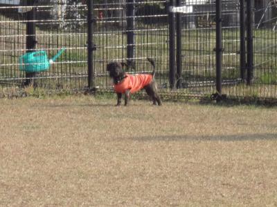 DSC01591_convert_20121212131617.jpg