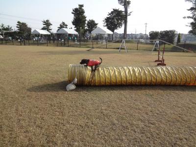 DSC01593_convert_20121115143123.jpg
