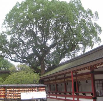大きな木