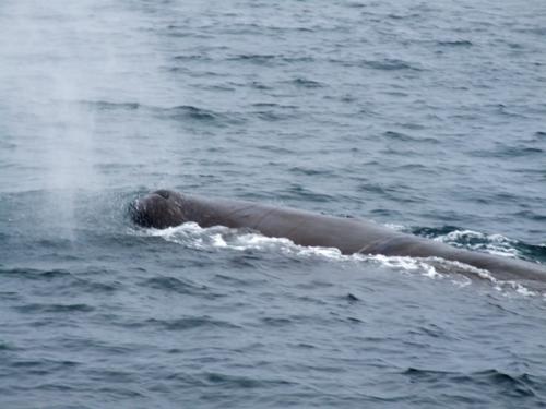 makkoublow1_20120621154424.jpg