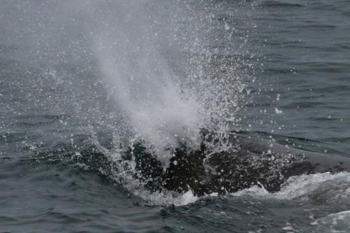 makkoublow2_20120621154423.jpg