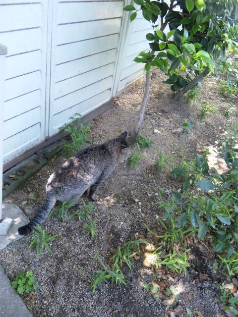 垂水　野良猫
