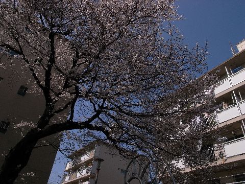 sakura 2